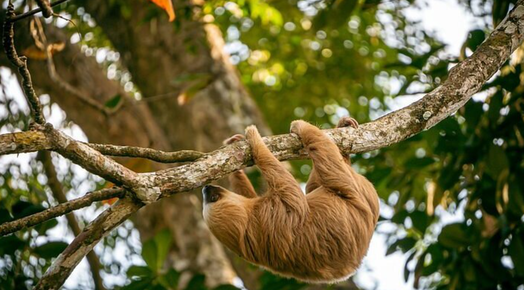 Sloth Sanctuary, Limón Province, Costa Rica